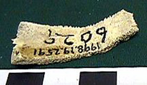 Thumbnail of Biospecimen: Faunal Remains (1998.19.2591)