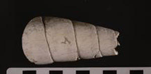 Thumbnail of Auger Shell Scraper (2000.01.0011A)