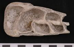 Thumbnail of Auger Shell Scraper (2000.01.0011C)