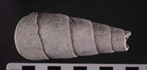 Thumbnail of Auger Shell Scraper (2000.01.0011E)