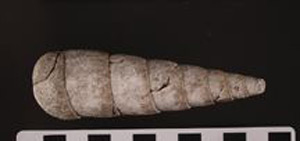 Thumbnail of Auger Shell Scraper (2000.01.0011F)