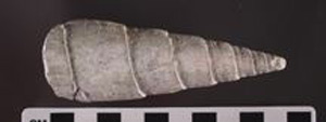 Thumbnail of Auger Shell Scraper (2000.01.0011H)