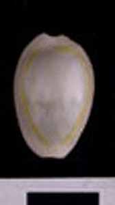 Thumbnail of Coin: Siquey Shell (1965.01.0087B)