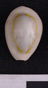 Thumbnail of Coin: Siquey Shell (1965.01.0087C)