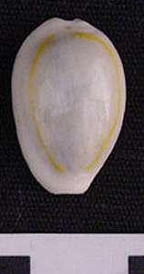 Thumbnail of Coin: Siquey Shell (1965.01.0087D)