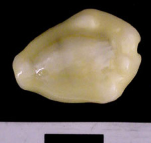 Thumbnail of Cowrie Shell (1975.21.0001C)