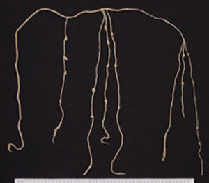 Thumbnail of Khipu (1998.19.2769A)