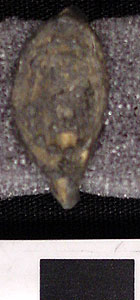 Thumbnail of Finger Ring (1915.03.0006)