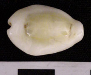 Thumbnail of Cowrie Shell (1975.21.0001D)