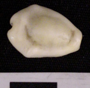 Thumbnail of Cowrie Shell (1975.21.0001E)