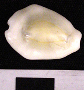 Thumbnail of Cowrie Shell (1975.21.0001H)