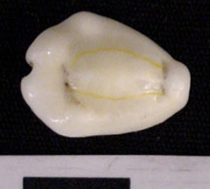 Thumbnail of Cowrie Shell (1975.21.0001I)
