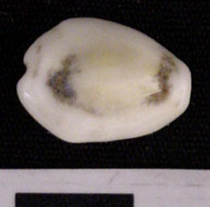 Thumbnail of Cowrie Shell (1975.21.0001J)