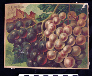 Thumbnail of Business Advertisement Card:  Alden Fruit Vinegar (1972.21.0054)