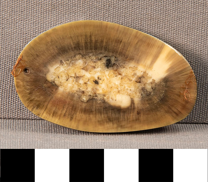 Thumbnail of Fossil walrus teeth, cut and polished (1998.19.2939A)