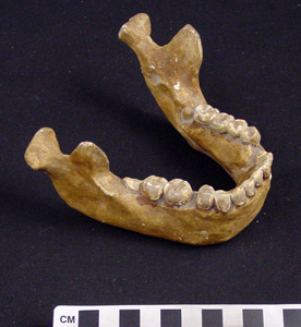 Thumbnail of Model of Lower Mandible, Cro-Magnon? (1998.19.2945)