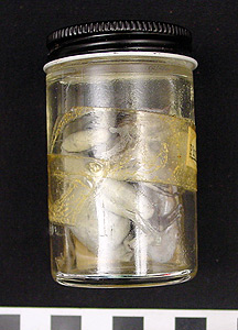 Thumbnail of Preserved Frogs Wet Specimen (2000.01.0309)