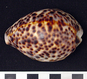 Thumbnail of Ubwil, Cowry Shell Fishing Lure (2000.01.0324A)
