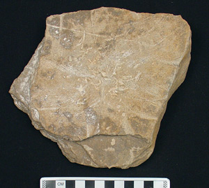Thumbnail of Stone Tool: Worked Sandstone (1901.08.0003)