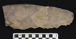Thumbnail of Stone Tool: Blade Core or Hand Ax (1915.07.0008)