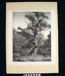 Thumbnail of Lithograph: "Old Willow" by Wengenroth (1952.02.0004)