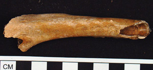 Thumbnail of Biospecimen: Bone (1998.19.3273A)