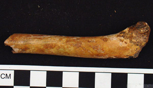 Thumbnail of Biospecimen: Bone (1998.19.3273B)