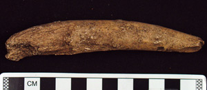Thumbnail of Raw Material: Antler Tine (1998.19.3275)