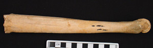 Thumbnail of Biospecimen: Deer Leg Bone (1998.19.3277)