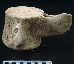 Thumbnail of Biospecimen: Whale Vertebra (1998.19.3289)