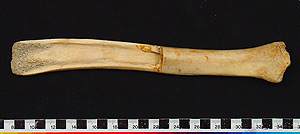 Thumbnail of Chisel, Bark Remover (1998.19.3350A)