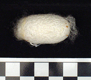 Thumbnail of Raw Material: Silk Moth Cocoon (1924.07.0020)