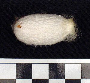 Thumbnail of Raw Material: Silk Moth Cocoon (1924.07.0022)