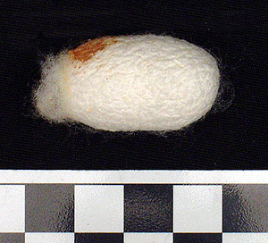 Thumbnail of Raw Material: Silk Moth Cocoon (1924.07.0024)