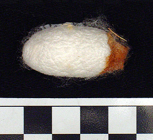 Thumbnail of Raw Material: Silk Moth Cocoon (1924.07.0025)