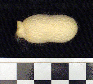 Thumbnail of Raw Material: Silk Moth Cocoon (1924.07.0026)