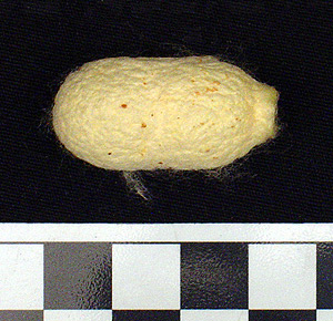 Thumbnail of Raw Material: Silk Moth Cocoon (1924.07.0028)