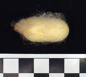 Thumbnail of Raw Material: Silk Moth Cocoon (1924.07.0029)