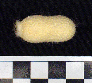 Thumbnail of Raw Material: Silk Moth Cocoon (1924.07.0030)