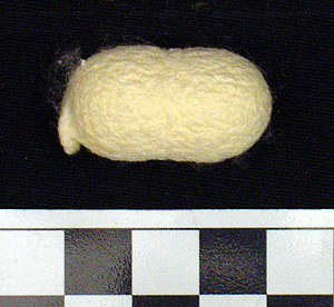 Thumbnail of Raw Material: Silk Moth Cocoon (1924.07.0032)