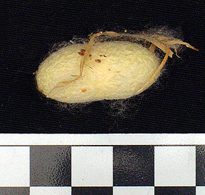 Thumbnail of Raw Material: Silk Moth Cocoon (1924.07.0033)