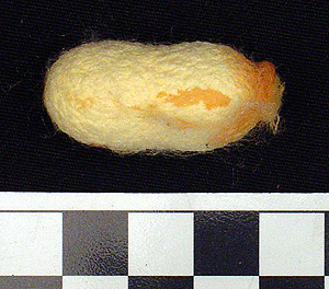 Thumbnail of Raw Material: Silk Moth Cocoon (1924.07.0034)