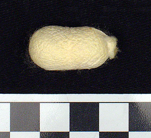 Thumbnail of Raw Material: Silk Moth Cocoon (1924.07.0039)