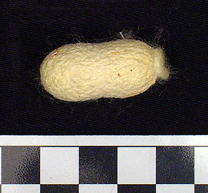Thumbnail of Raw Material: Silk Moth Cocoon (1924.07.0040)
