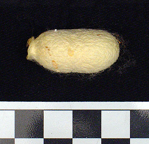 Thumbnail of Raw Material: Silk Moth Cocoon (1924.07.0041)