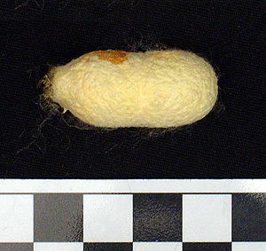 Thumbnail of Raw Material: Silk Moth Cocoon (1924.07.0042)
