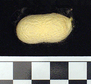 Thumbnail of Raw Material: Silk Moth Cocoon (1924.07.0043)