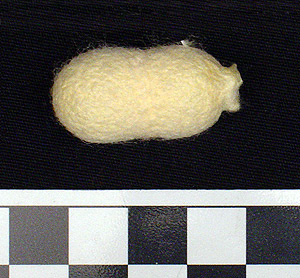 Thumbnail of Raw Material: Silk Moth Cocoon (1924.07.0044)