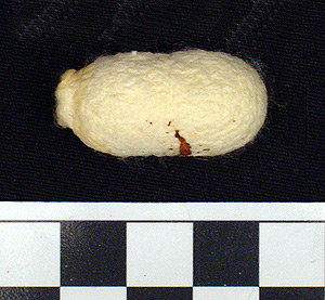 Thumbnail of Raw Material: Silk Moth Cocoon (1924.07.0045)