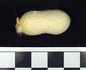 Thumbnail of Raw Material: Silk Moth Cocoon (1924.07.0046)